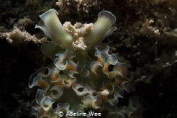 Decided to top lit the Lettuce sea slug as it was "climbi... by Adeline Wee 